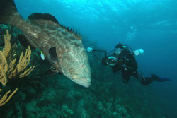 Grouper and diver.  Bermuda.  Nikon D70, 12 mm lens. by David Heidemann 